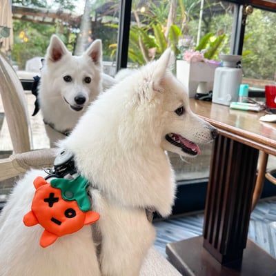 ꒰ 2023萬聖限定 ꒱4