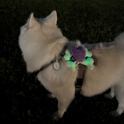 ꒰ 2025萬聖限定 ꒱7