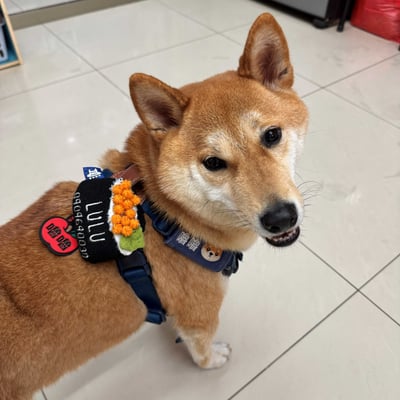 ꒰ 壽司系列 ꒱5