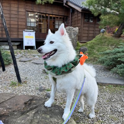 ꒰ 新年雙層捲捲 ꒱4