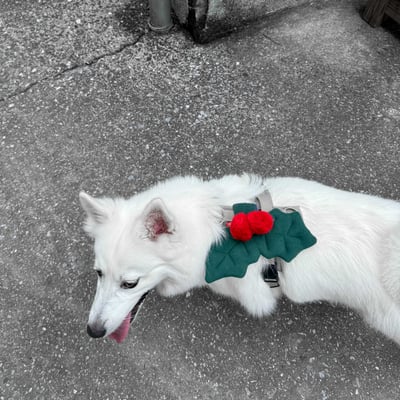 ꒰ 2024聖誕限定 ꒱3