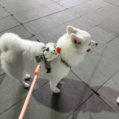 ꒰ 2025萬聖限定 ꒱8