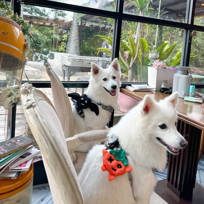 ꒰ 2023萬聖限定 ꒱3