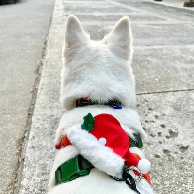 ꒰ 2023聖誕限定 ꒱3