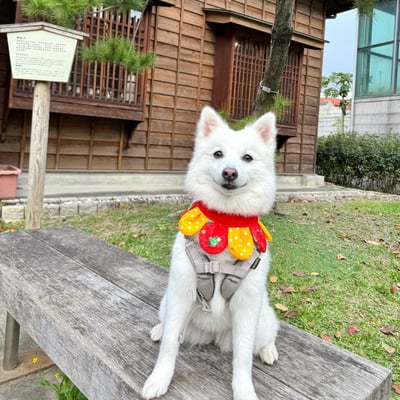 ꒰ 2024新年限定 ꒱4