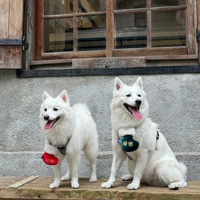 ꒰ 2024聖誕限定 ꒱2