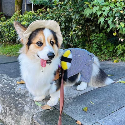 ꒰ 壽司系列 ꒱3