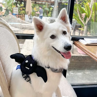 ꒰ 2023萬聖限定 ꒱5