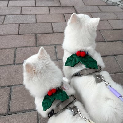 ꒰ 2025聖誕限定 ꒱3