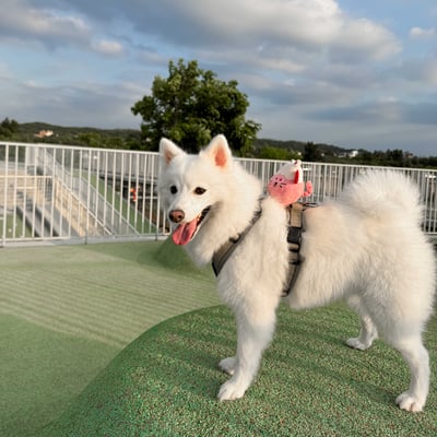 ꒰ 富士小貓 FUNI 芙妮 ꒱4