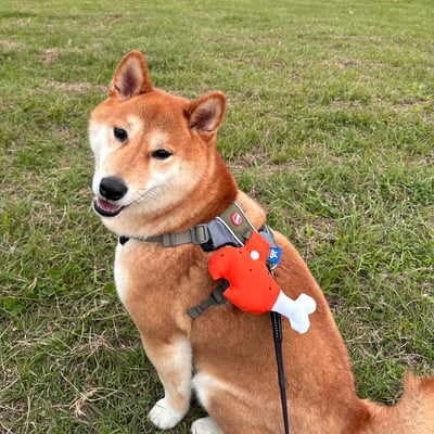 ꒰ 咬一口雞腿 ꒱2