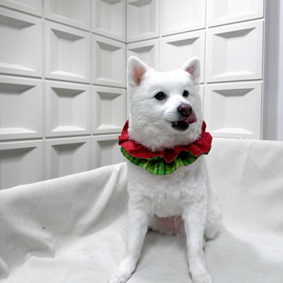 ꒰ 雙層捲捲 ꒱2