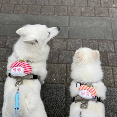 ꒰ 壽司系列 ꒱4