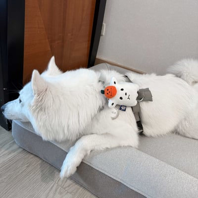 ꒰ 2025萬聖限定 ꒱11