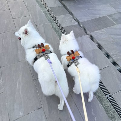 ꒰ 2025聖誕限定 麋鹿 每人限購1個 ꒱2