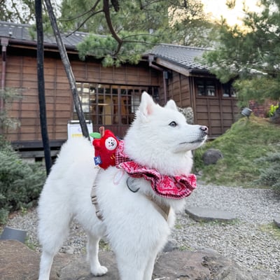 ꒰ 新年雙層捲捲 ꒱5