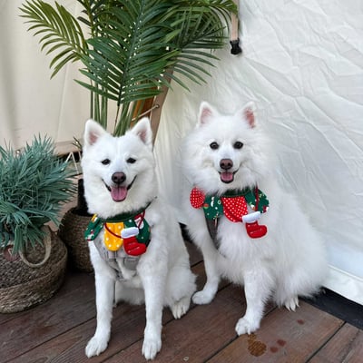 ꒰ 2023聖誕限定 ꒱2