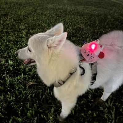 ꒰ 富士小貓 FUNI 芙妮 ꒱5