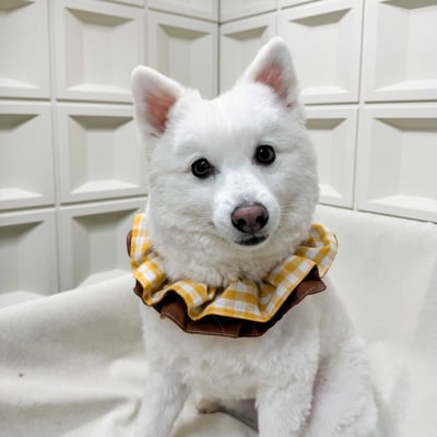 ꒰ 雙層捲捲 ꒱1