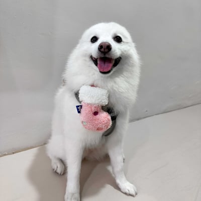 ꒰ 2025聖誕限定 ꒱4