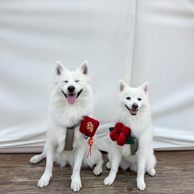 ꒰ 2025新年限定 ꒱2