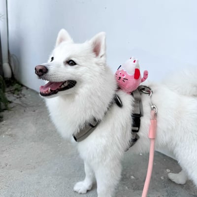 ꒰ 富士小貓 FUNI 芙妮 ꒱3