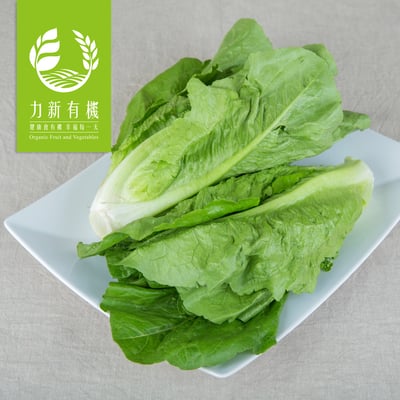 有機大陸妹（福山萵苣）| 葉片肥厚 清脆耐煮 台式家常常見選擇1