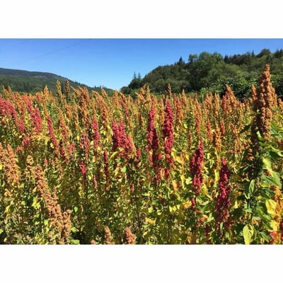 【友綠生活】有機三色藜麥 250g/包｜素食蛋白質｜多種營養素｜彩虹藜麥｜紅藜麥 黑藜麥 白藜麥｜超級食物5