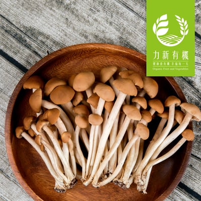 有機柳松菇 150g/盒｜肉質厚實香氣濃郁｜無農藥安心栽培1