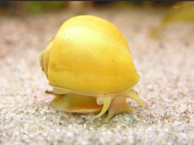 除藻高手 蜜蜂角螺 黑金剛螺 黃金螺 羊角螺 橙兔螺 巧克力螺 斑馬螺 笠螺 蘋果螺 螺3