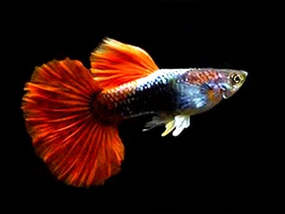 純種孔雀魚 各式品系大全11