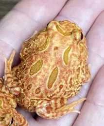 各式品種角蛙大全  黃金角蛙 綠角蛙 血紅角蛙 咖啡角蛙 皮卡丘 色缺 金屬 霸王13