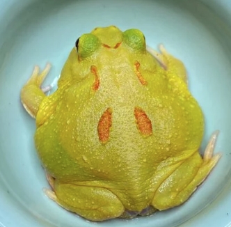 各式品種角蛙大全  黃金角蛙 綠角蛙 血紅角蛙 咖啡角蛙 皮卡丘 色缺 金屬 霸王15