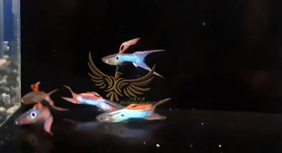 純種孔雀魚 各式品系大全13