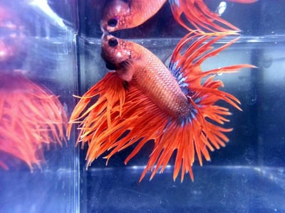 泰國進口 各式展示級鬥魚大全8