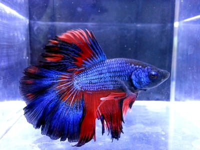 泰國進口 各式展示級鬥魚大全11