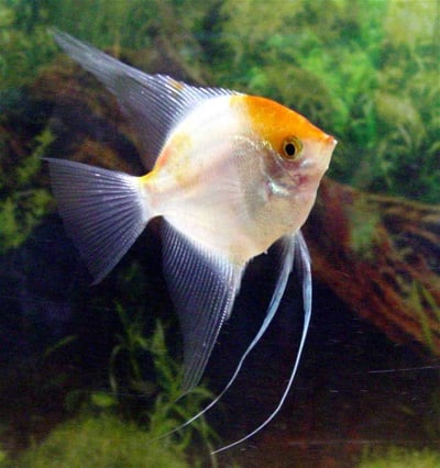 神仙集合區 產季限量供應 白玉神仙 斑馬神仙 黃金神仙  黑幻象神仙 阿凡達神仙 三色神仙 海鷗神仙 赤月神仙 白子斯卡神仙 斯卡神仙 大理石神仙6