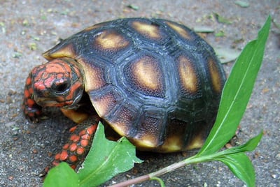 櫻桃紅腿 陸龜1