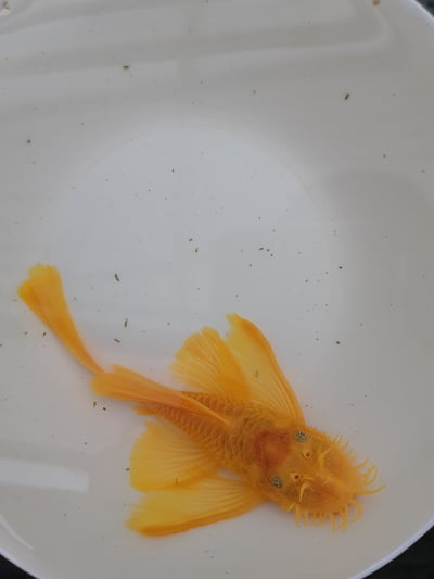 藍眼大帆3