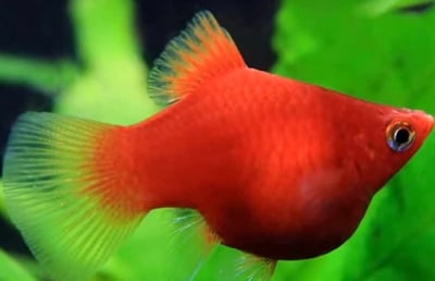 紅米奇 三色米奇 黃金太陽 紅單劍 紅雙劍 黑尾太陽 紅球 大帆紅茶壺1