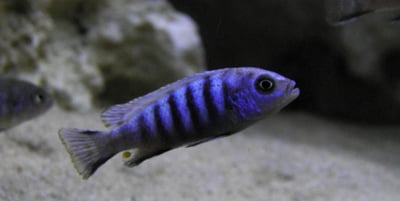 雪鯛 非洲王子 閃電戰神3