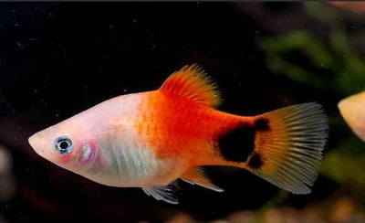 紅米奇 三色米奇 黃金太陽 紅單劍 紅雙劍 黑尾太陽 紅球 大帆紅茶壺3