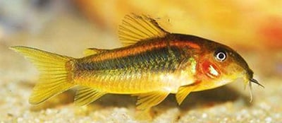 鼠魚集合區 白鼠 大帆花鼠 咖啡鼠 金線綠鼠 黑金紅頭鼠 熊貓鼠 大帆白鼠 茉莉豹鼠 黃翅珍珠鼠 大帆滿天星4