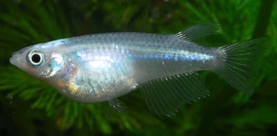 燈魚集合區 一線小丑燈 鑽石燈  三角燈 紅蓮燈 女王燈 日光燈 黃日光燈 火翅金鑽 噴火燈 火兔燈 三間小丑燈 藍剛果燈 亞洲紅鼻 紅鼻剪刀 一眉道人 野生金燈 黑帝王燈 鉛筆燈 櫻桃燈 血叉尾珍珠燕子 藍色霓虹燈19