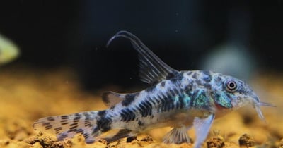 鼠魚集合區 白鼠 大帆花鼠 咖啡鼠 金線綠鼠 黑金紅頭鼠 熊貓鼠 大帆白鼠 茉莉豹鼠 黃翅珍珠鼠 大帆滿天星2