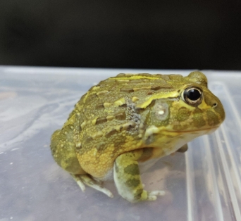 各式品種角蛙大全  黃金角蛙 綠角蛙 血紅角蛙 咖啡角蛙 皮卡丘 色缺 金屬 霸王18