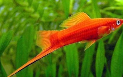 紅米奇 三色米奇 黃金太陽 紅單劍 紅雙劍 黑尾太陽 紅球 大帆紅茶壺4