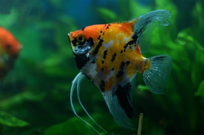 神仙集合區 產季限量供應 白玉神仙 斑馬神仙 黃金神仙  黑幻象神仙 阿凡達神仙 三色神仙 海鷗神仙 赤月神仙 白子斯卡神仙 斯卡神仙 大理石神仙4