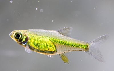 燈魚集合區 一線小丑燈 鑽石燈  三角燈 紅蓮燈 女王燈 日光燈 黃日光燈 火翅金鑽 噴火燈 火兔燈 三間小丑燈 藍剛果燈 亞洲紅鼻 紅鼻剪刀 一眉道人 野生金燈 黑帝王燈 鉛筆燈 櫻桃燈 血叉尾珍珠燕子 藍色霓虹燈4