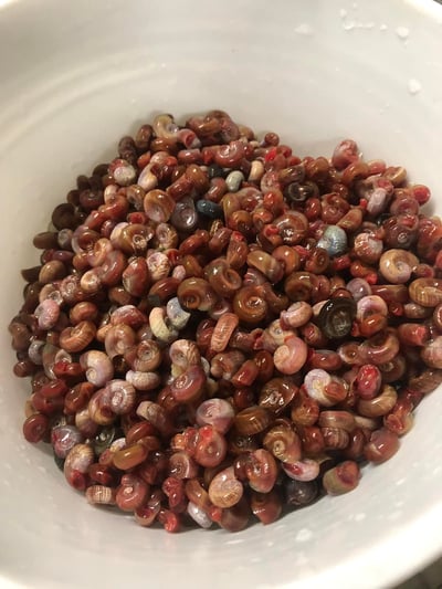 除藻高手 蜜蜂角螺 黑金剛螺 黃金螺 羊角螺 橙兔螺 巧克力螺 斑馬螺 笠螺 蘋果螺 螺9